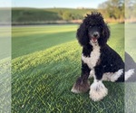 Small #1 Poodle (Standard)