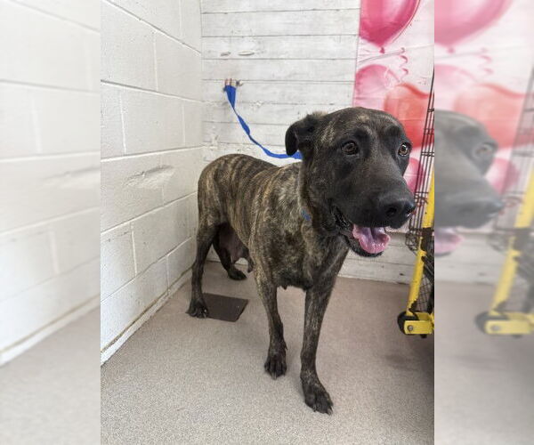 Medium Photo #1 Holland Shepherd-Unknown Mix Puppy For Sale in San Bernardino, CA, USA