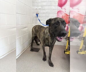 Holland Shepherd-Unknown Mix Dogs for adoption in San Bernardino, CA, USA