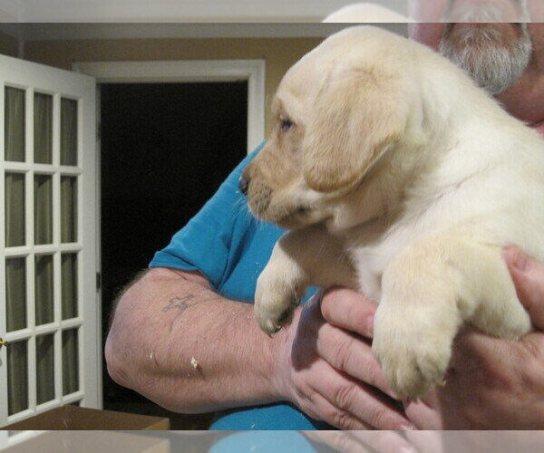 Medium Photo #4 Labrador Retriever Puppy For Sale in ORANGE, MA, USA