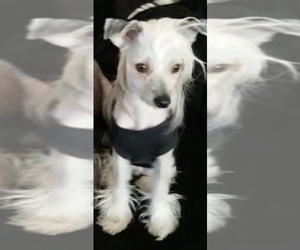 Chinese Crested Puppy for sale in WALLINGFORD, CT, USA