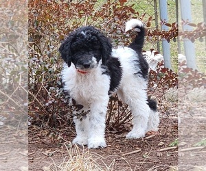 Sheepadoodle Puppy for sale in GRAND RAPIDS, MI, USA