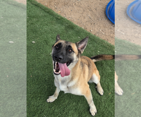 Medium Photo #1 Mutt Puppy For Sale in Imlay City, MI, USA