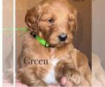 Puppy 5 Double Doodle