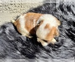 Small Photo #10 Shih Tzu Puppy For Sale in HAYWARD, CA, USA