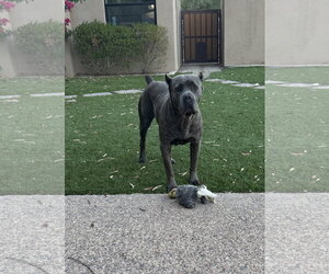 Mutt Dogs for adoption in Goodyear, AZ, USA