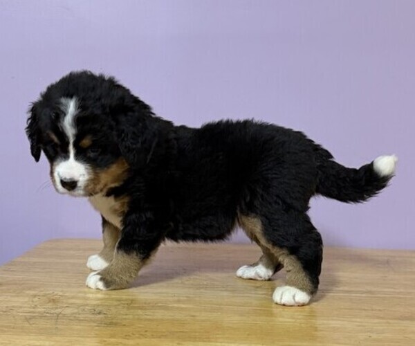 Medium Photo #3 Bernese Mountain Dog Puppy For Sale in WITHEE, WI, USA