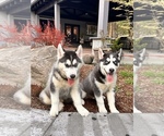 Small Siberian Husky