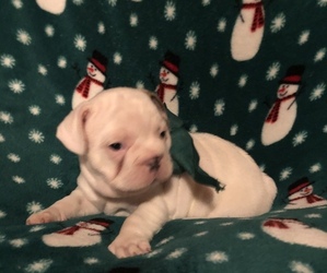 French Bulldog Puppy for sale in GLOUSTER, OH, USA