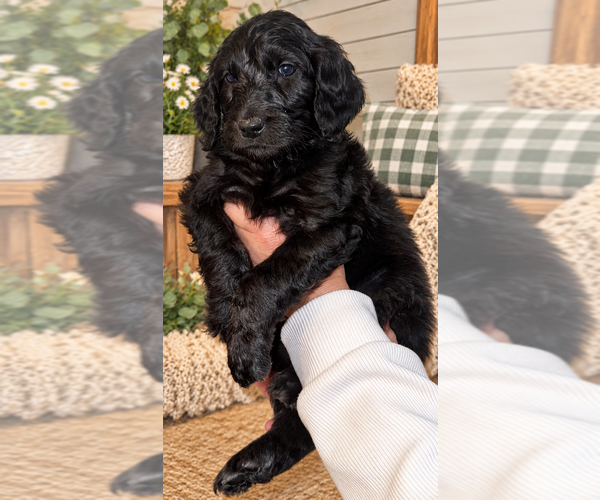 Medium Photo #10 Double Doodle Puppy For Sale in COOS BAY, OR, USA