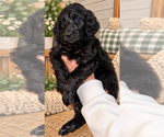 Litter of 9 - Male(s) and Female(s) Double DoodleLitter of Puppies for Sale - Photo #10