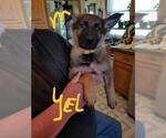 Small Photo #6 German Shepherd Dog Puppy For Sale in REEDSBURG, WI, USA
