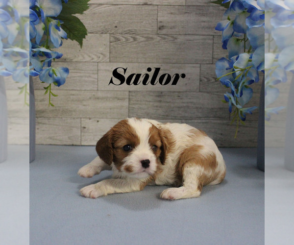 Medium Photo #8 Cavalier King Charles Spaniel Puppy For Sale in CHANUTE, KS, USA