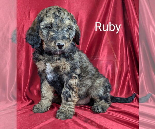 Medium Photo #27 Bernedoodle Puppy For Sale in CANON CITY, CO, USA