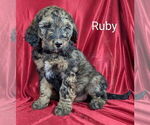 Small Photo #27 Bernedoodle Puppy For Sale in CANON CITY, CO, USA