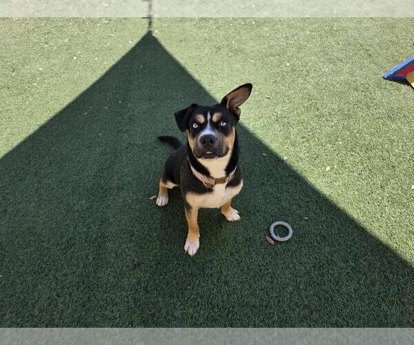Medium Photo #7 American Staffordshire Terrier-Siberian Husky Mix Puppy For Sale in Rockwall, TX, USA