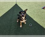 Small #6 American Staffordshire Terrier-Siberian Husky Mix