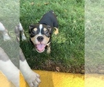 Small Photo #2 American Bully Puppy For Sale in COLLEGE PARK, MD, USA