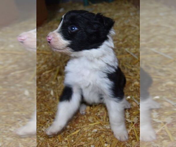 Medium Photo #4 Border Collie Puppy For Sale in WHITE SALMON, WA, USA