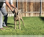 Small Photo #1 Weimaraner Puppy For Sale in WILLOWS, CA, USA