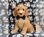 Small Photo #1 Cocker Spaniel-Poodle (Miniature) Mix Puppy For Sale in NEW HOLLAND, PA, USA