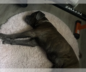 Cane Corso Puppy for sale in WINDER, GA, USA