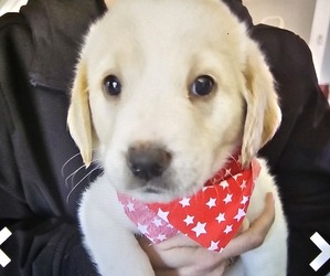Shepadoodle Puppy for sale in CUDAHY, WI, USA