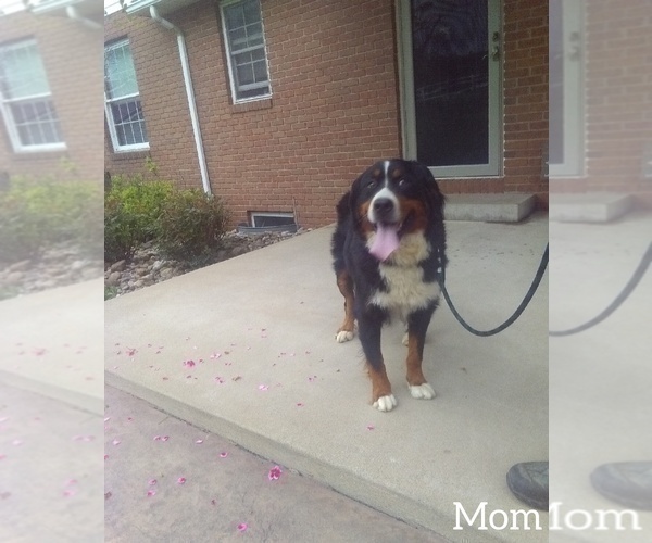 Medium Photo #1 Bernese Mountain Dog Puppy For Sale in SUGARCREEK, OH, USA