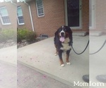 Small Photo #1 Bernese Mountain Dog Puppy For Sale in SUGARCREEK, OH, USA