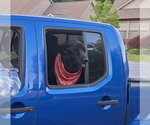 Small Photo #12 German Shepherd Dog-Unknown Mix Puppy For Sale in Evansville, IN, USA