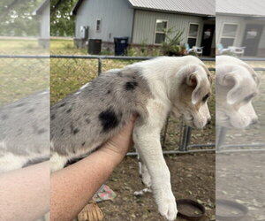 Roger ~ meet me! - Male Australian Shepherd-Unknown Mix Dog for Adoption - Photo #3
