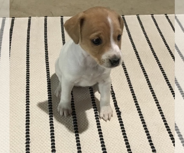 Medium Photo #2 Jack Russell Terrier Puppy For Sale in APPLE CREEK, OH, USA