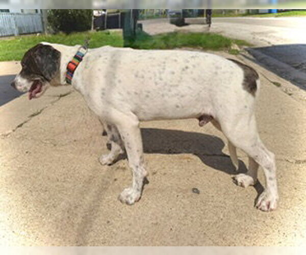 Medium Photo #3 Great Dane-Unknown Mix Puppy For Sale in Pleasanton, TX, USA