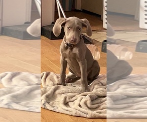 Weimaraner Puppy for sale in LOCKWOOD, NY, USA