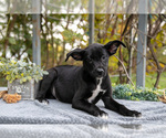 Puppy Derek Border Collie-Boxer Mix