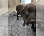 Small GIANT SCHNAUZER -Labrador Retriever Mix