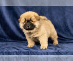 Small #10 Chow Chow