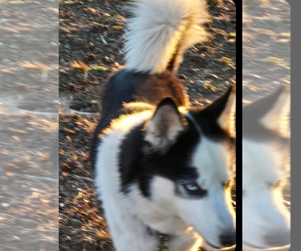 Medium Photo #2 Siberian Husky Puppy For Sale in Scottsboro, AL, USA