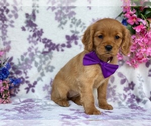 Golden Retriever Puppy for sale in LANCASTER, PA, USA