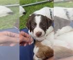 Small Photo #6 Brittany Puppy For Sale in MOHAWK, NY, USA