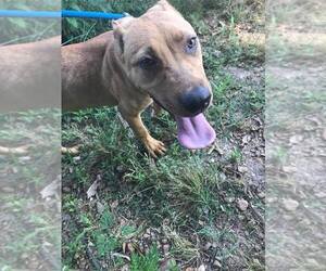 Janet 3's company - Female Labrador Retriever-Unknown Mix Dog for Adoption - Photo #3