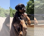 Small Photo #19 Doberman Pinscher Puppy For Sale in NEWTON, NC, USA