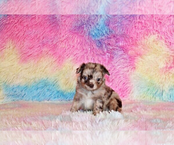 Medium Photo #12 Chihuahua Puppy For Sale in CHARLESTON, AR, USA