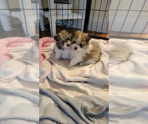Pomeranian Puppy for sale in SOUTH BURLINGTON, VT, USA