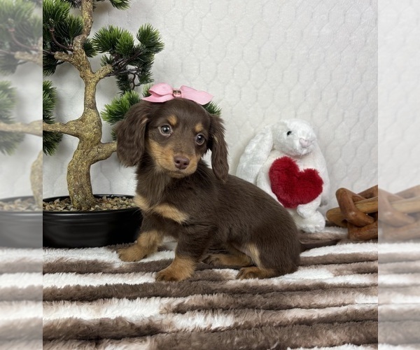 Medium Photo #4 Dachshund Puppy For Sale in FRANKLIN, IN, USA
