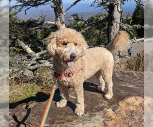 Golden Retriever Dogs for adoption in Candler, NC, USA