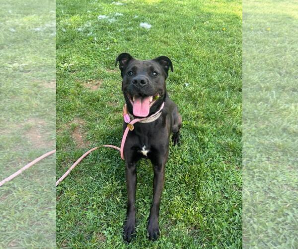 Medium Photo #2 American Pit Bull Terrier-Labrador Retriever Mix Puppy For Sale in Front Royal, VA, USA