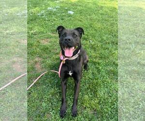 Daphne - Female American Pit Bull Terrier-Labrador Retriever Mix Dog for Adoption - Photo #2