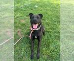 Small #1 American Pit Bull Terrier-Labrador Retriever Mix