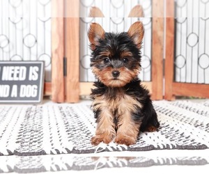 Yorkshire Terrier Puppy for sale in NAPLES, FL, USA